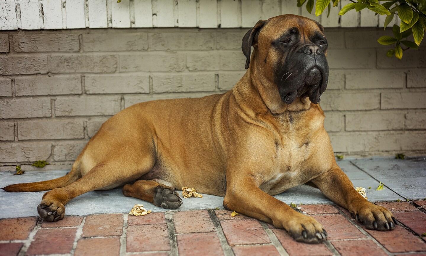 Bullmastiff 3
