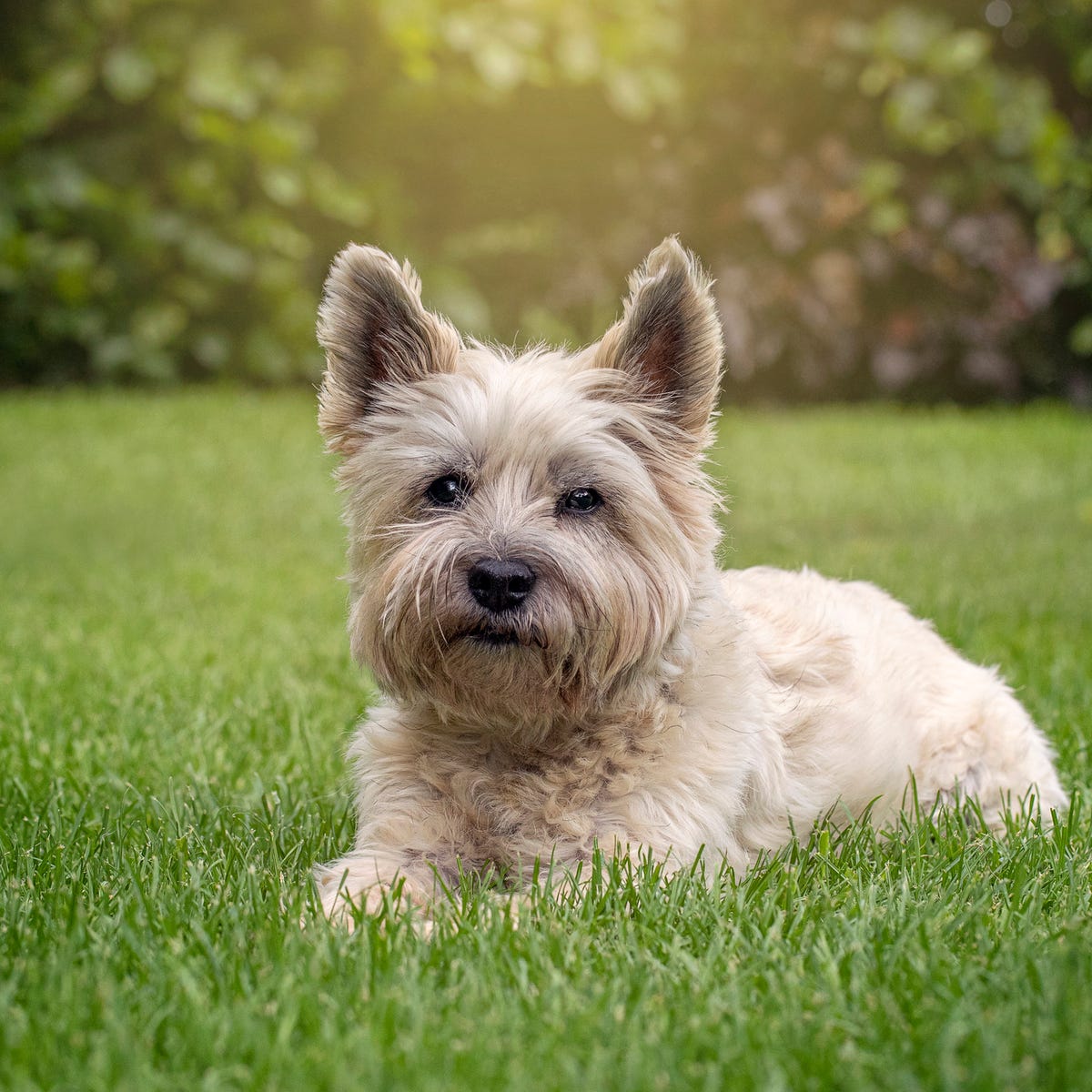 Cairn Terrier 2