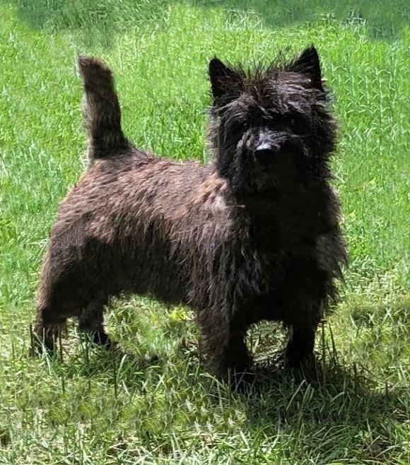 Cairn Terrier 3