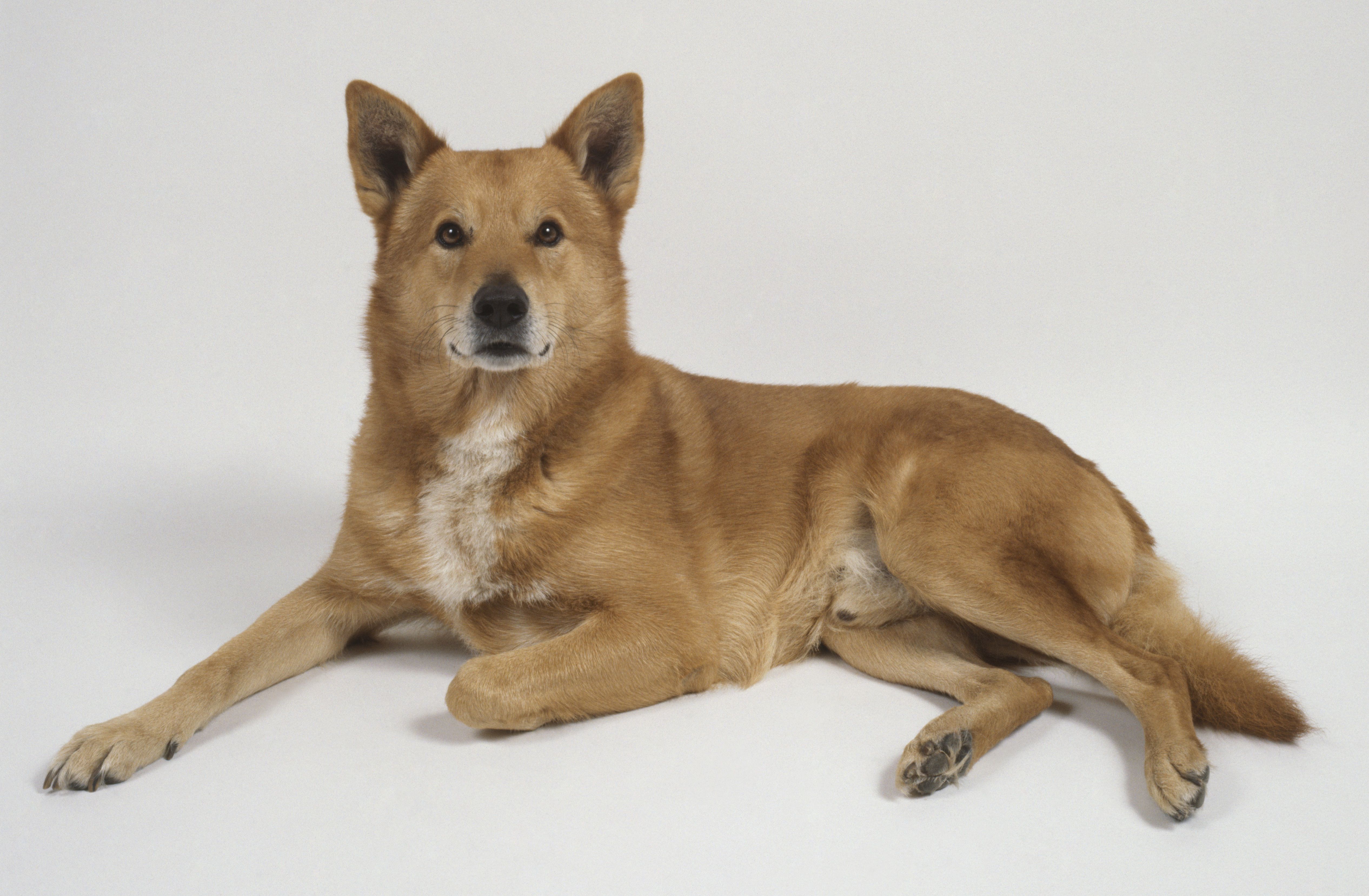 Canaan Dog 2