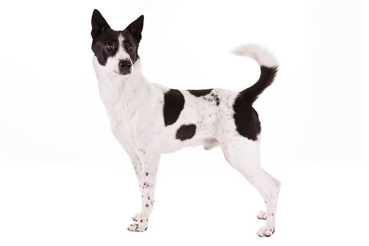 Canaan Dog 3