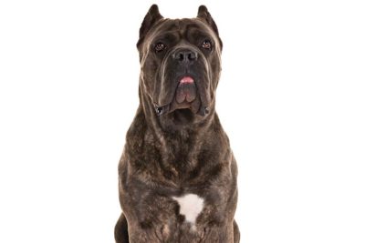 Cane Corso 1