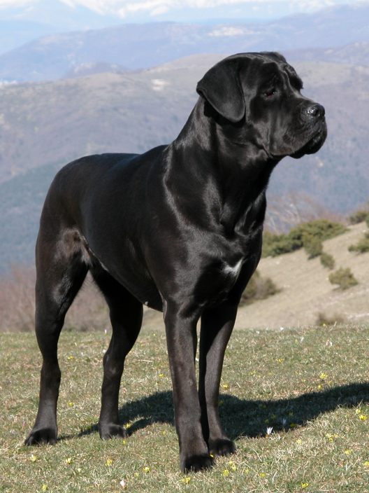 Cane Corso 2