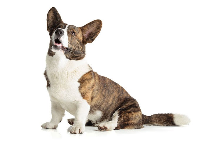 Cardigan Welsh Corgi 1