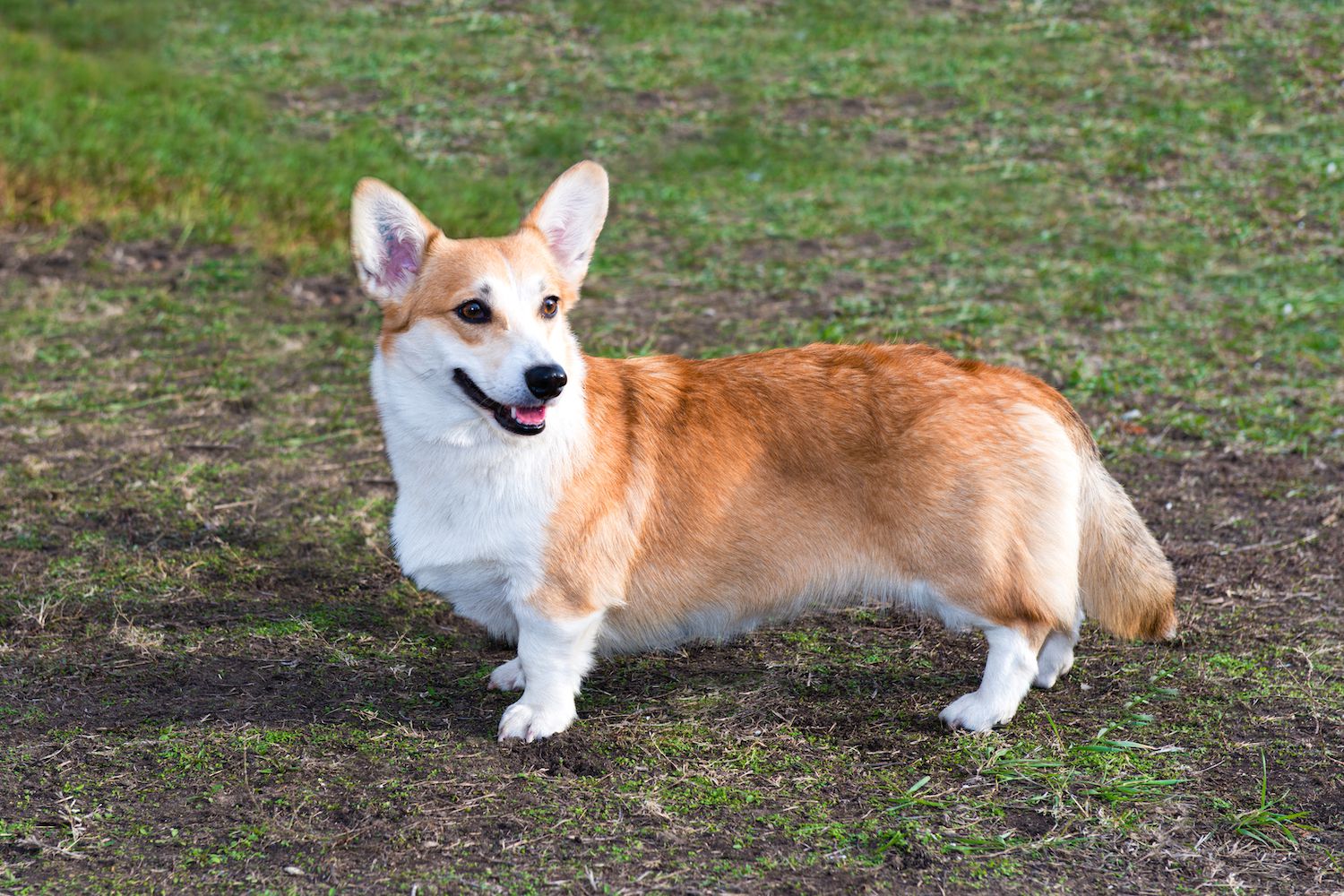Cardigan Welsh Corgi 2