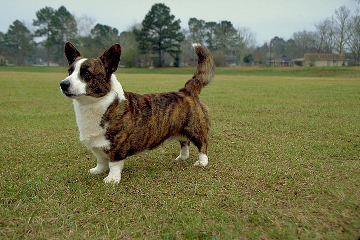 Cardigan Welsh Corgi 3