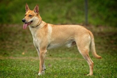 Carolina Dog 1