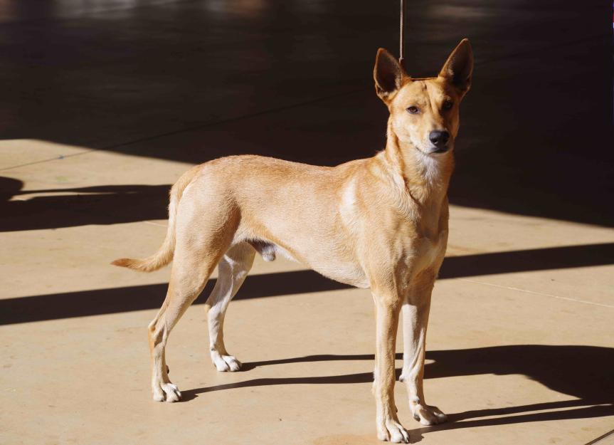 Carolina Dog 2