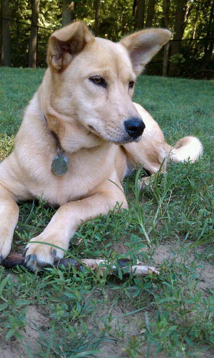 Carolina Dog 3