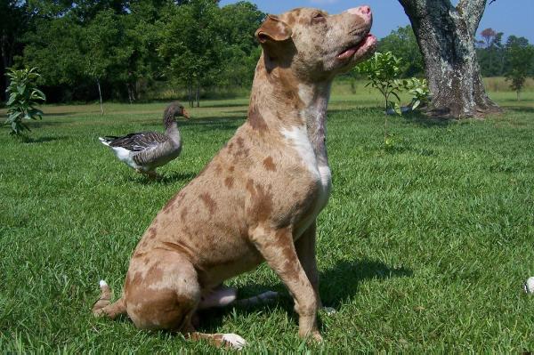 Catahoula Bulldog 2