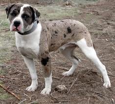 Catahoula Bulldog 3
