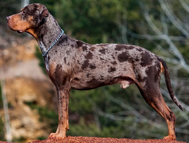 Catahoula Leopard Dog 1