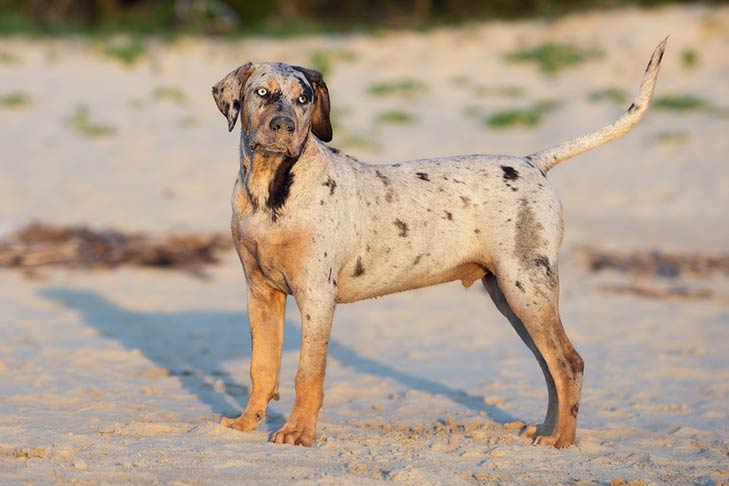 Catahoula Leopard Dog 2