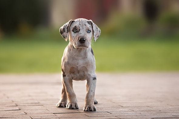 Catahoula Leopard Dog 3