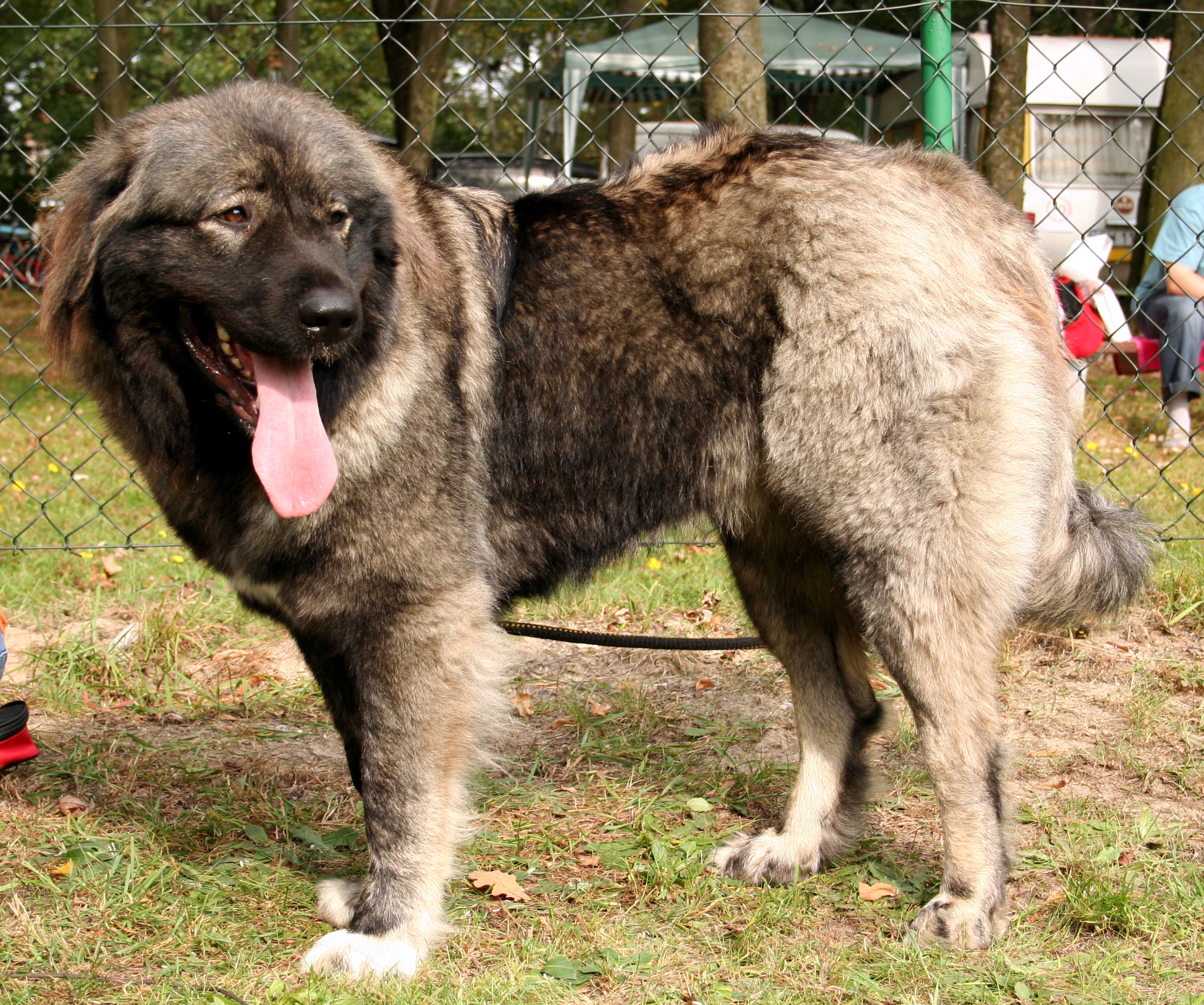 Caucasian Shepherd Dog 1