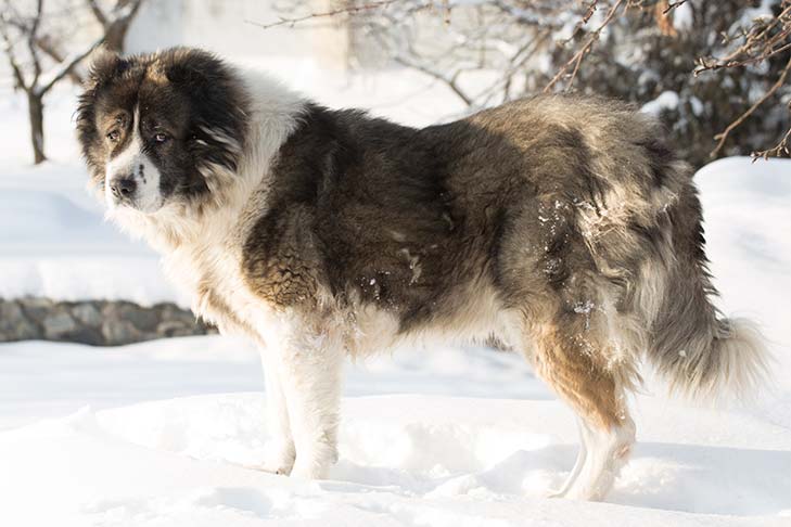 Caucasian Shepherd Dog 2