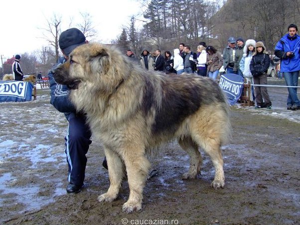 Caucasian Shepherd Dog 3