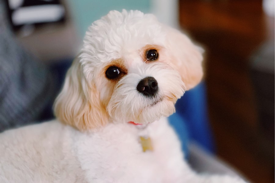 Cavachon