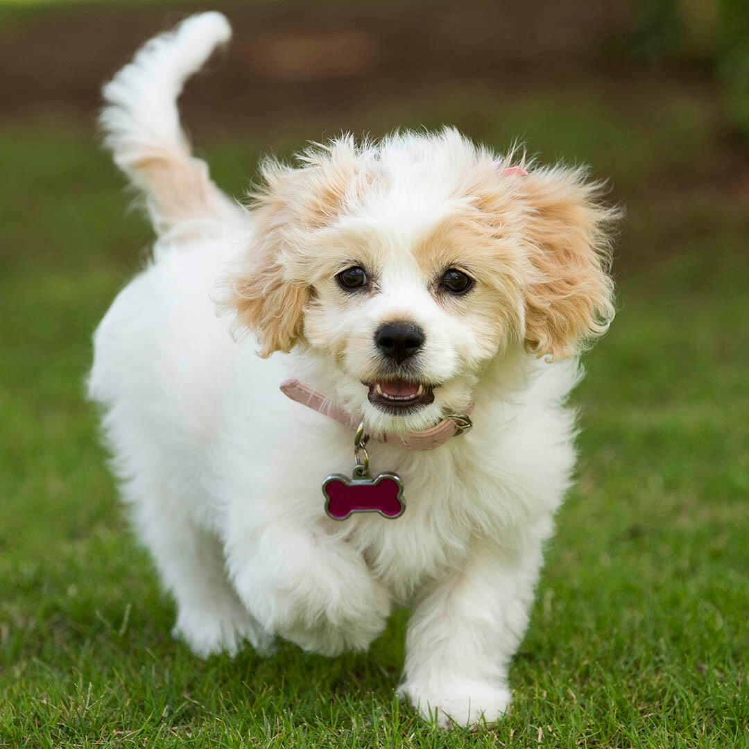 Cavachon 2