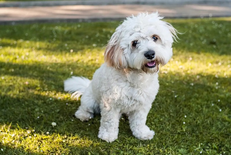 Cavachon 3
