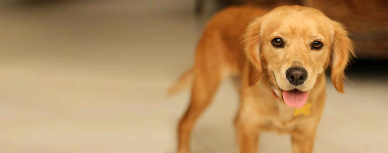 Cavador 1