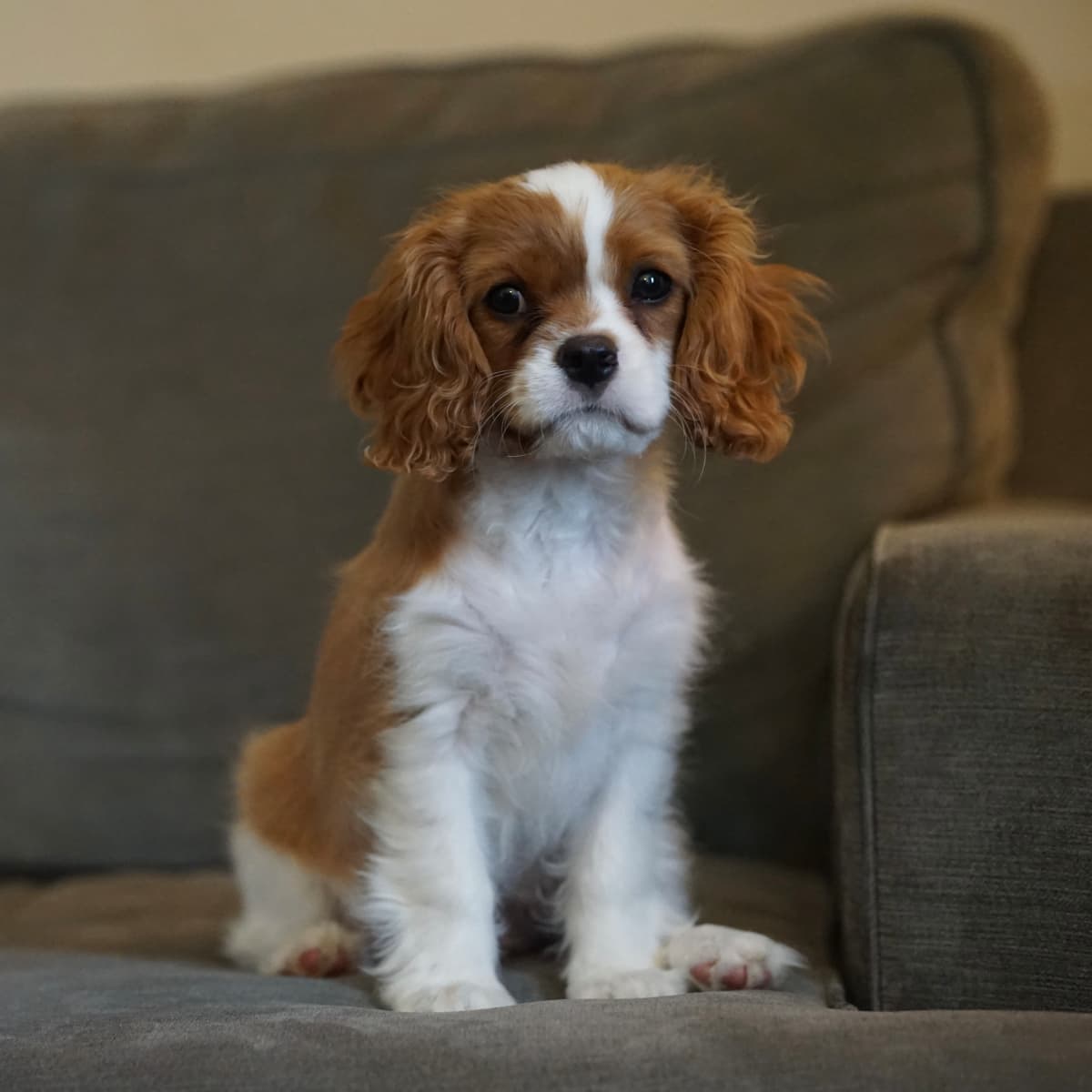 Cavalier King Charles Spaniel 2