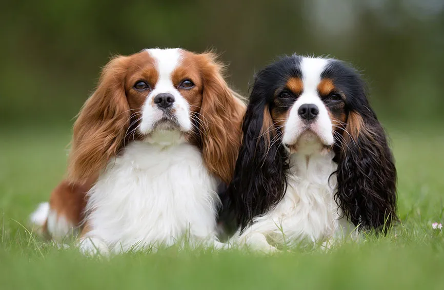 Cavalier King Charles Spaniel 3