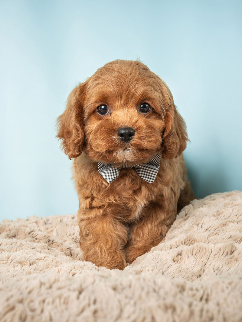 Cavapoo 1