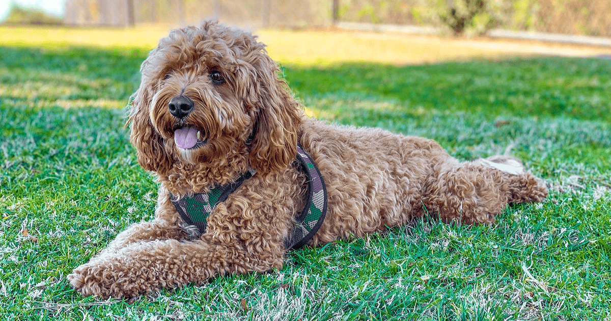 Cavapoo 2