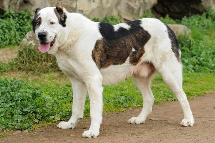 Central Asian Shepherd Dog 2