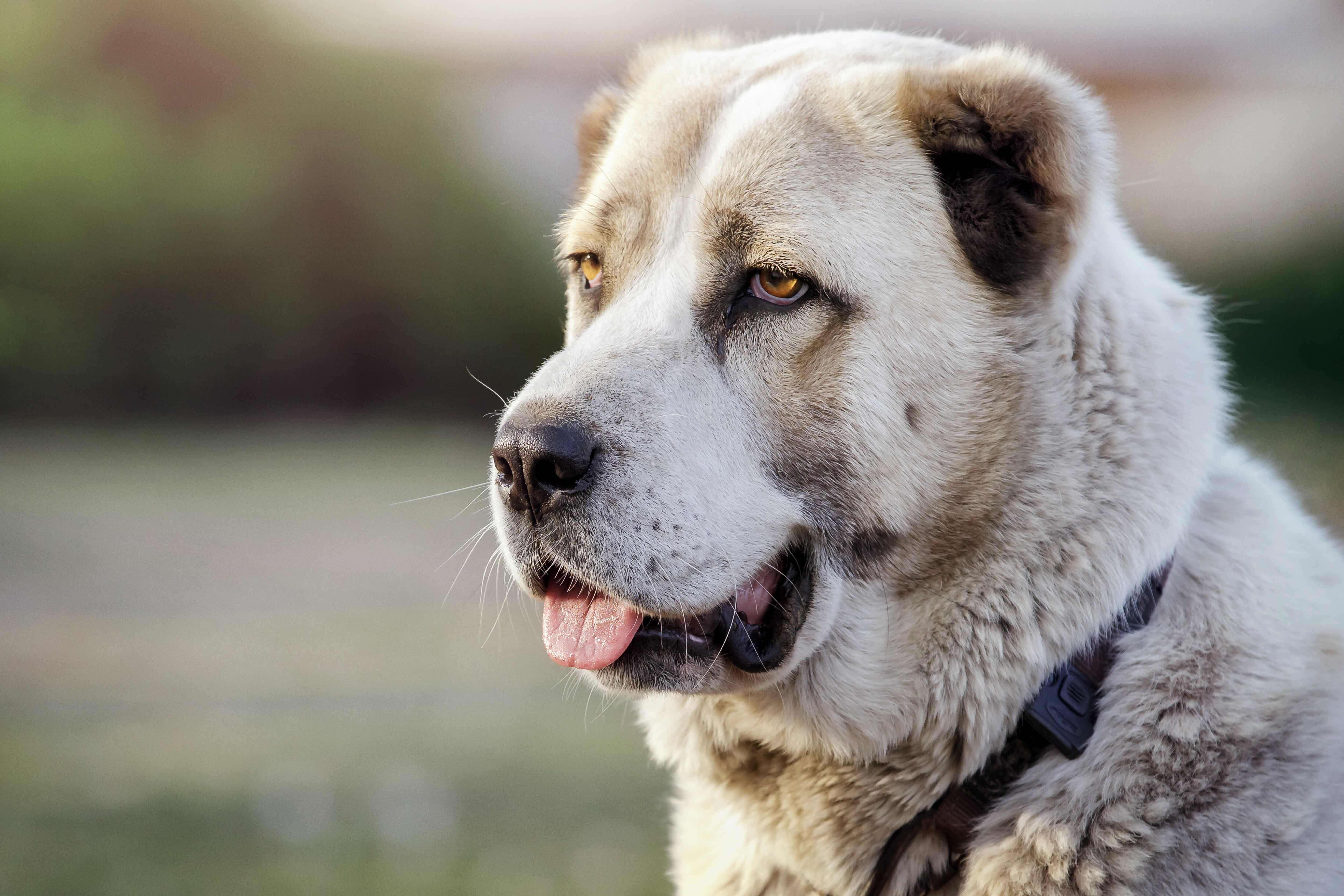 Central Asian Shepherd Dog 3