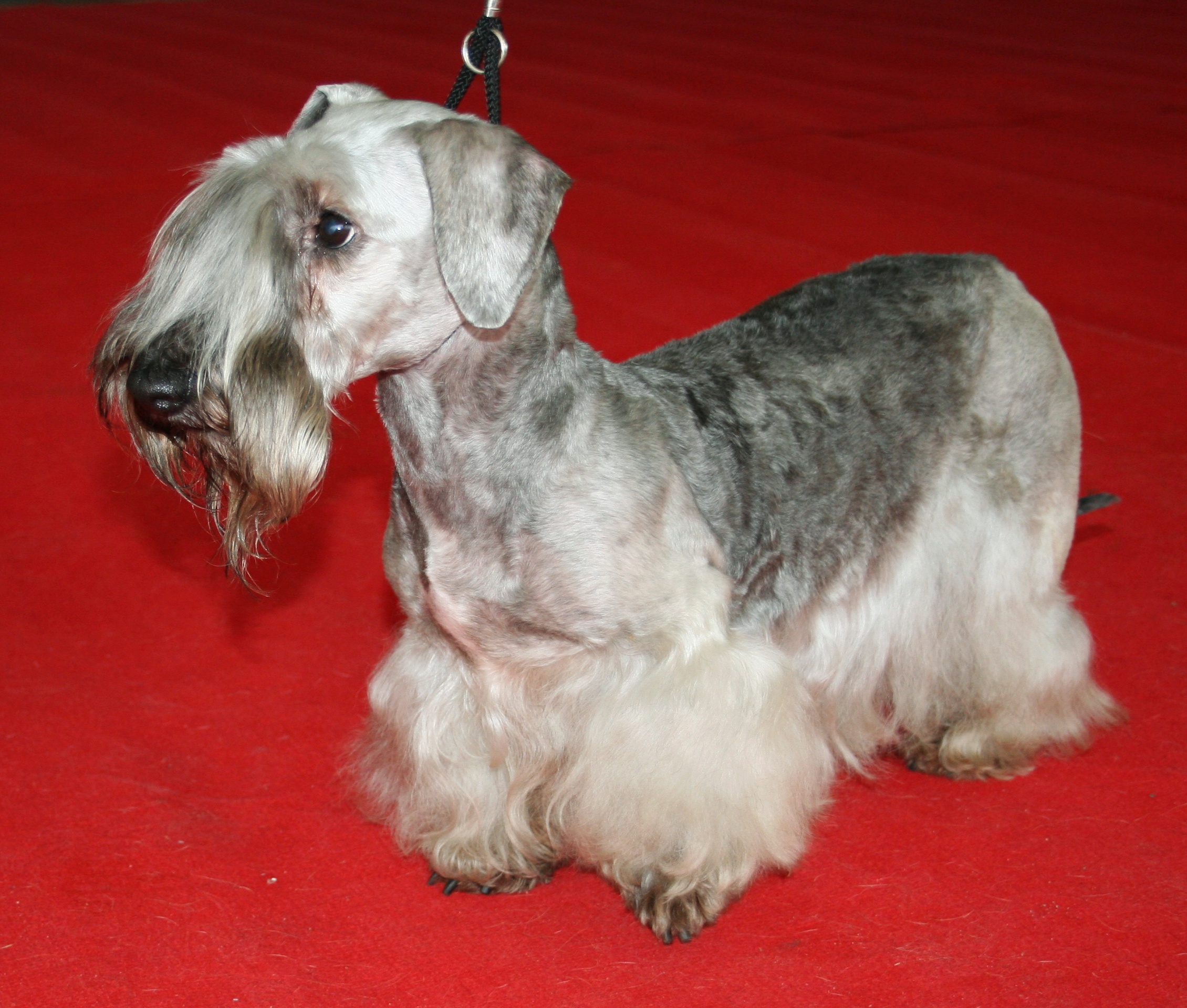 Cesky Terrier 1