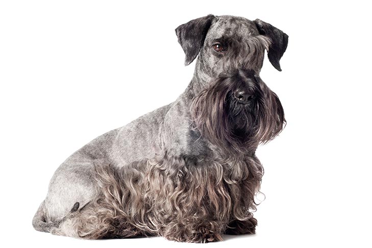 Cesky Terrier 2