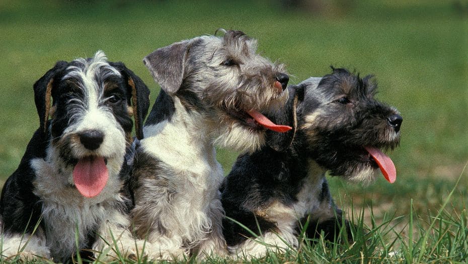 Cesky Terrier 3