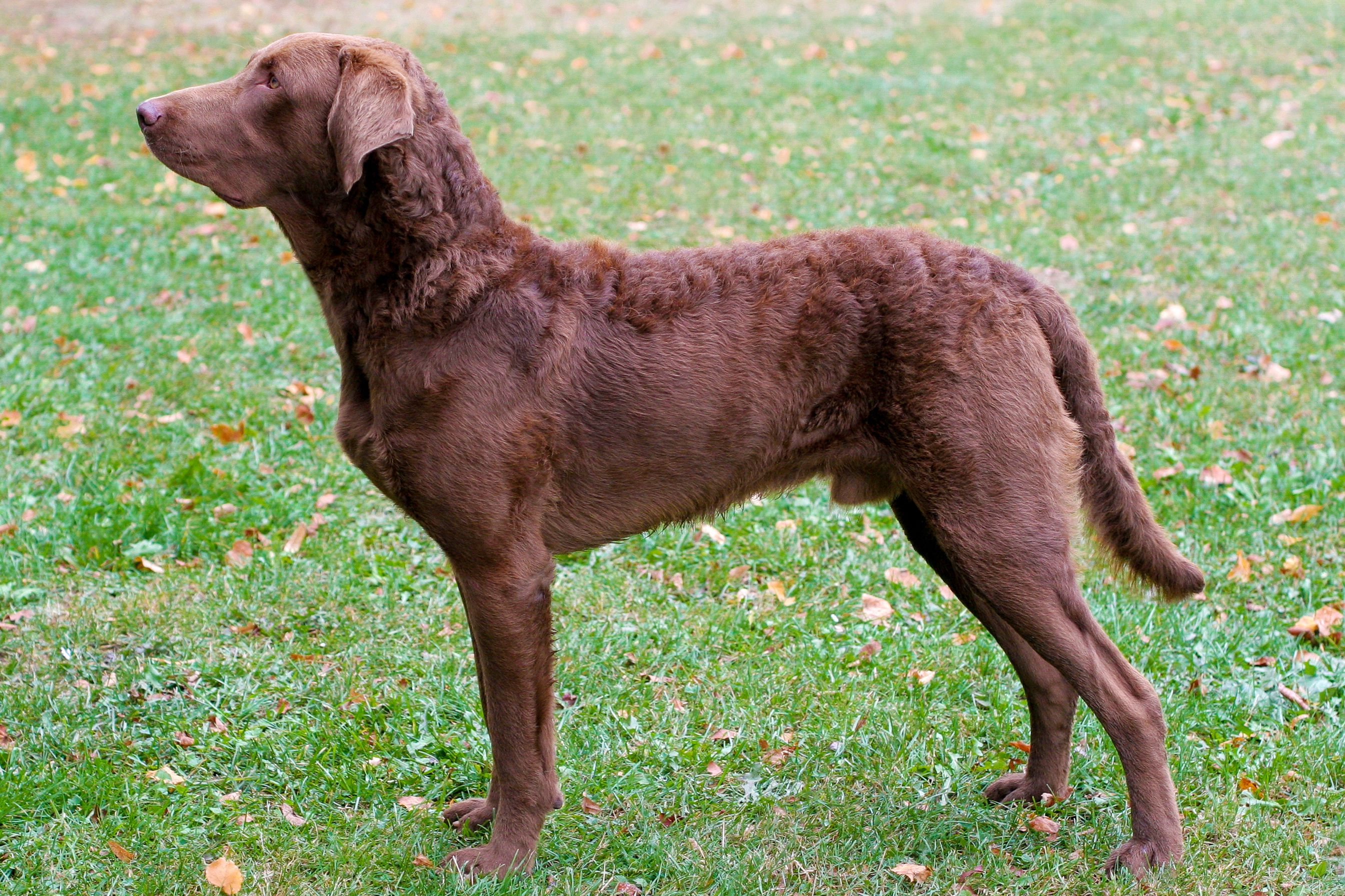 Chesapeake Bay Retriever 1