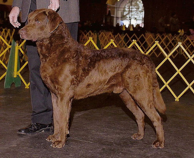 Chesapeake Bay Retriever 2