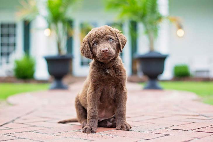 Chesapeake Bay Retriever 3