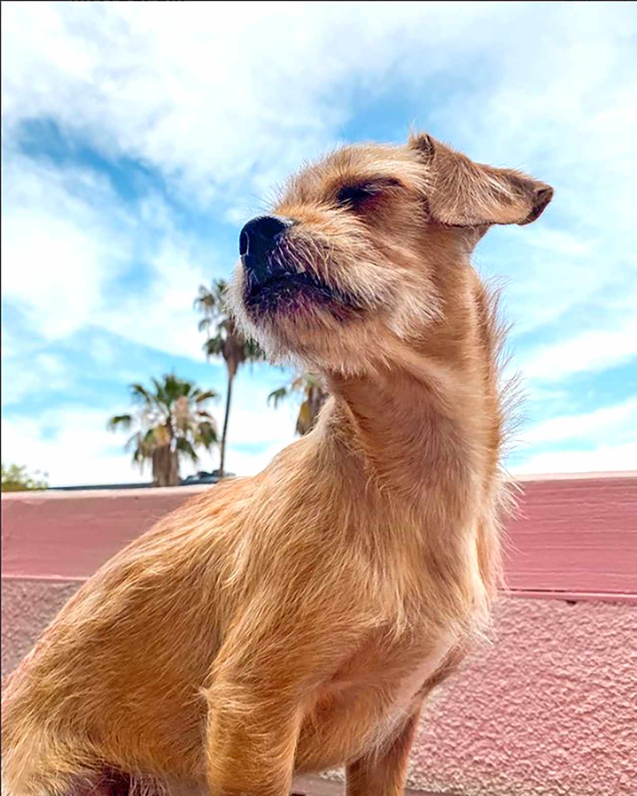 Chi-Poo 2