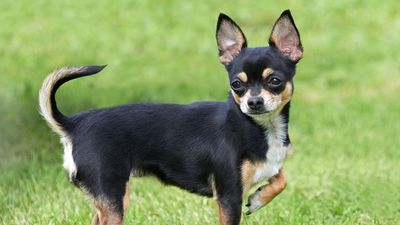 Chihuahua 1