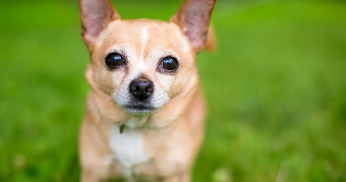 Chihuahua 2