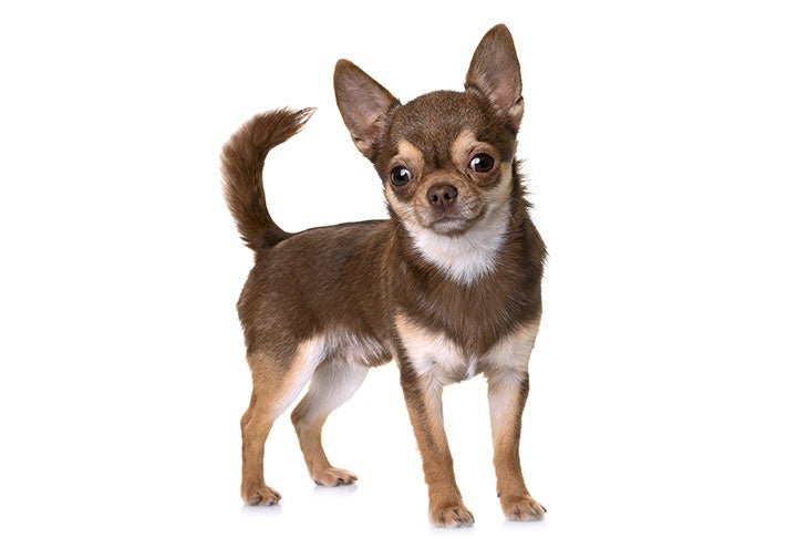 Chihuahua 3