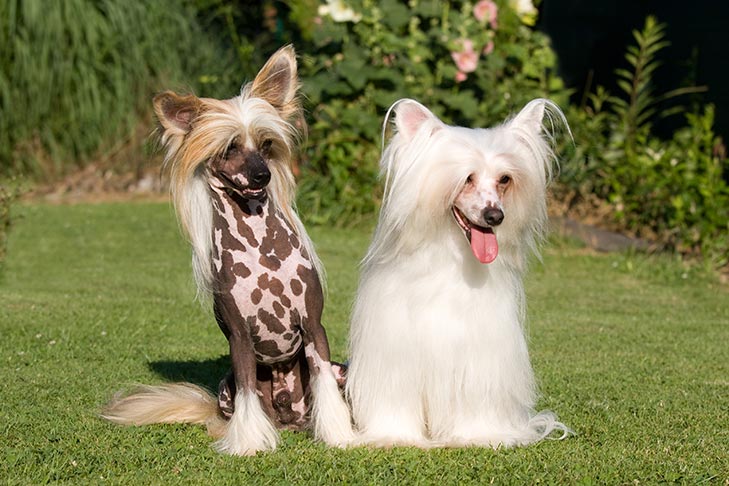 Chinese Crested 2
