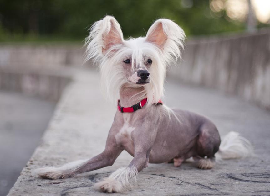 Chinese Crested 3