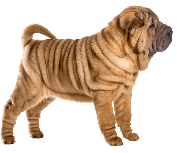 Chinese Shar-Pei 1