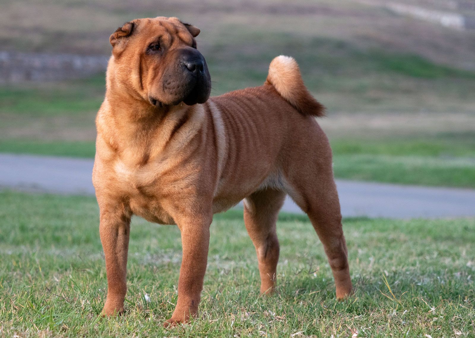 Chinese Shar-Pei 2