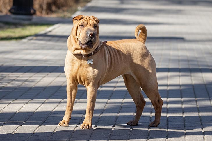 Chinese Shar-Pei 3