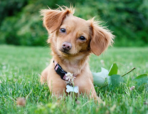 Chiweenie 1