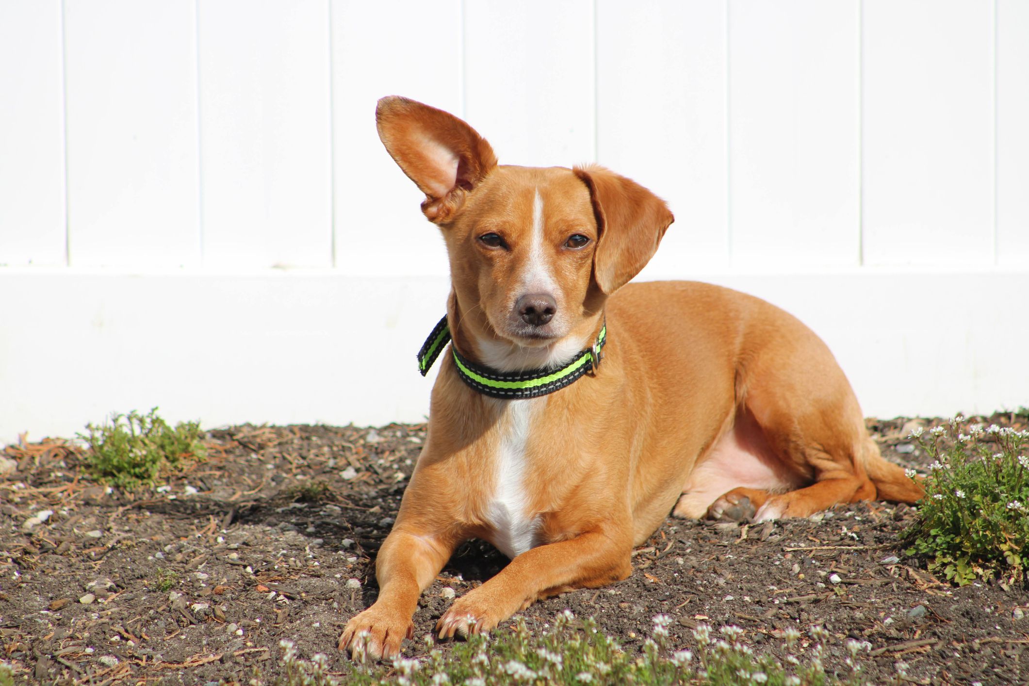 Chiweenie 3