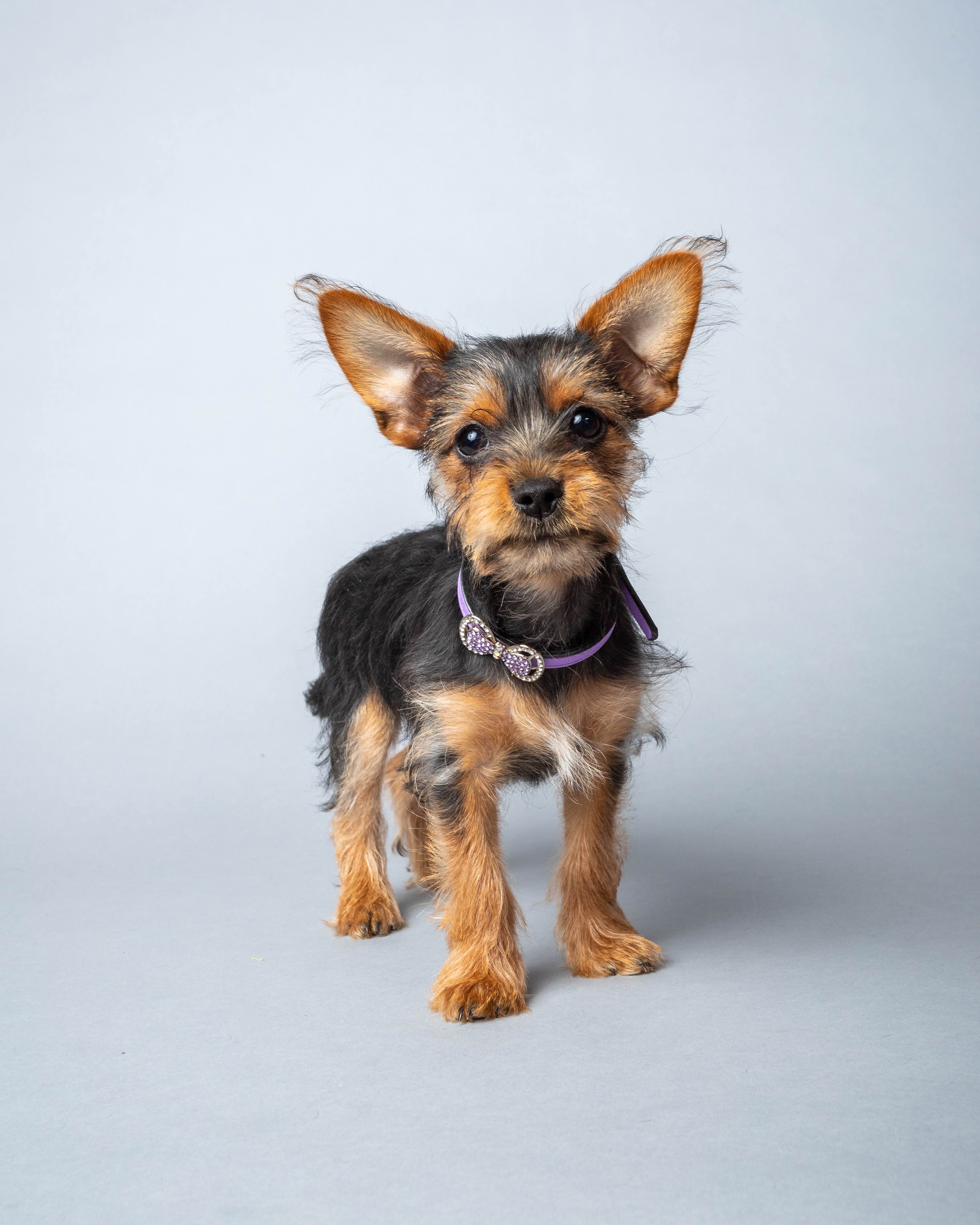 Chorkie 1
