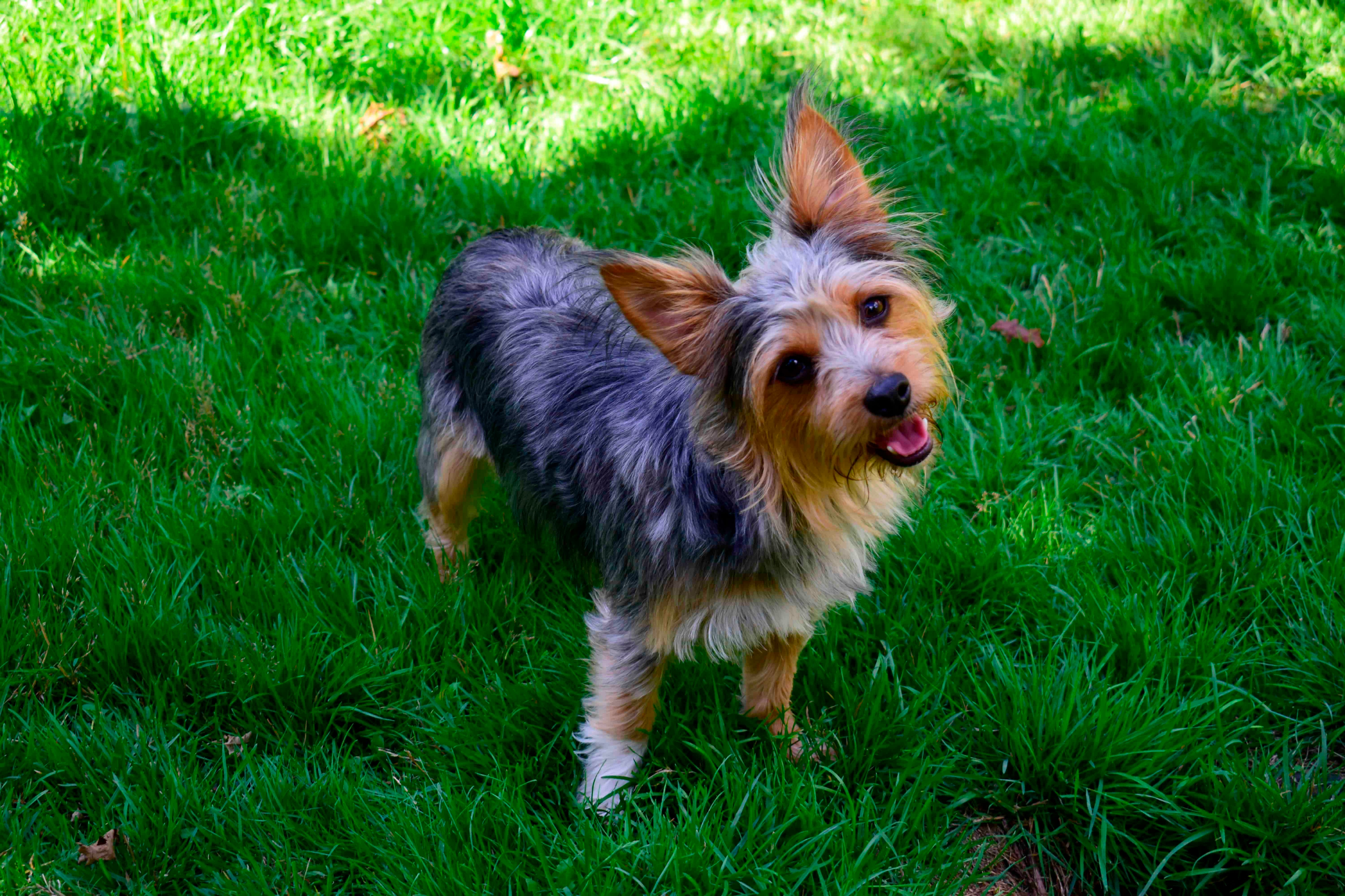 Chorkie 2